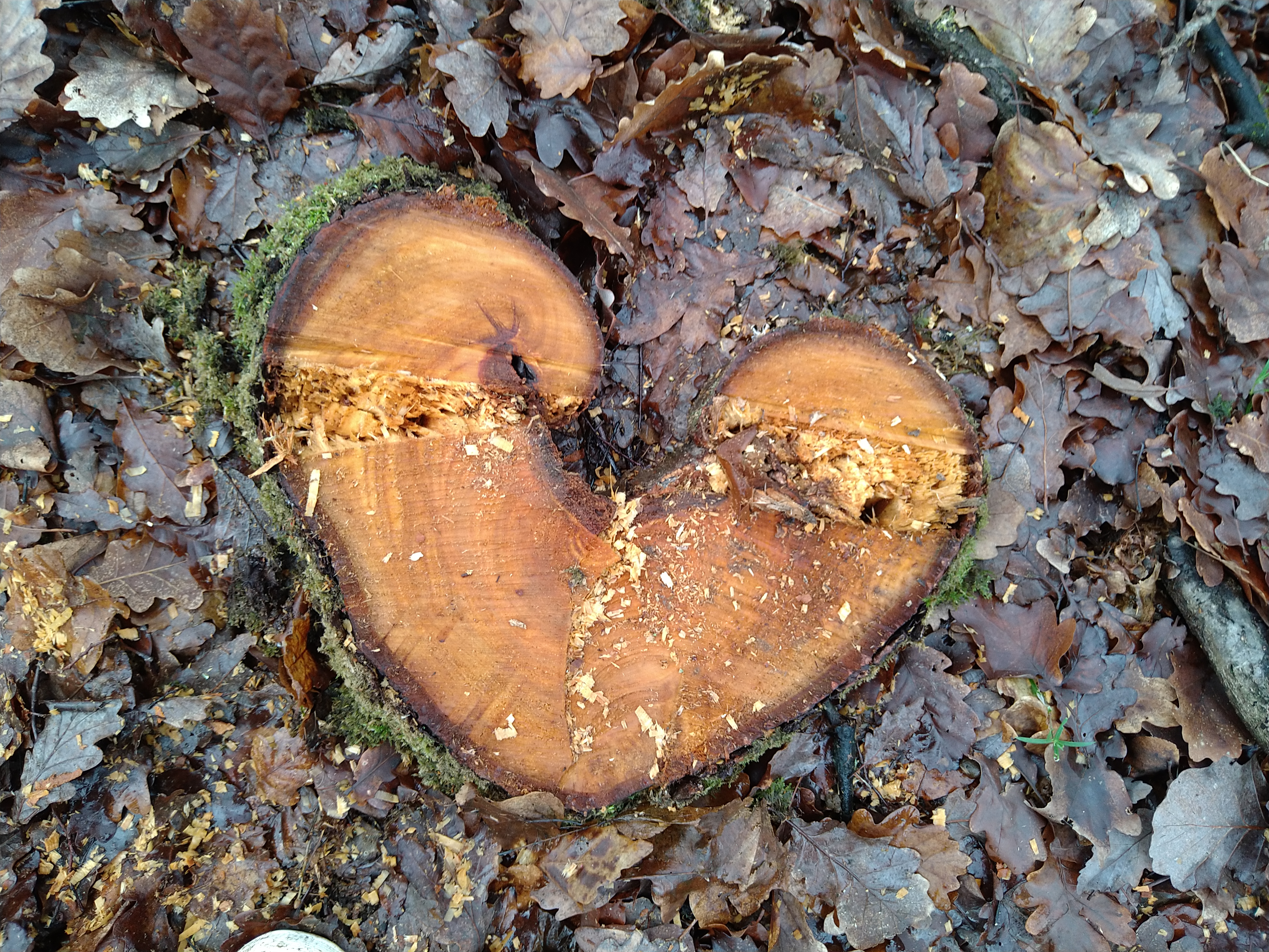 Baumscheibe in Herzform auf Laub