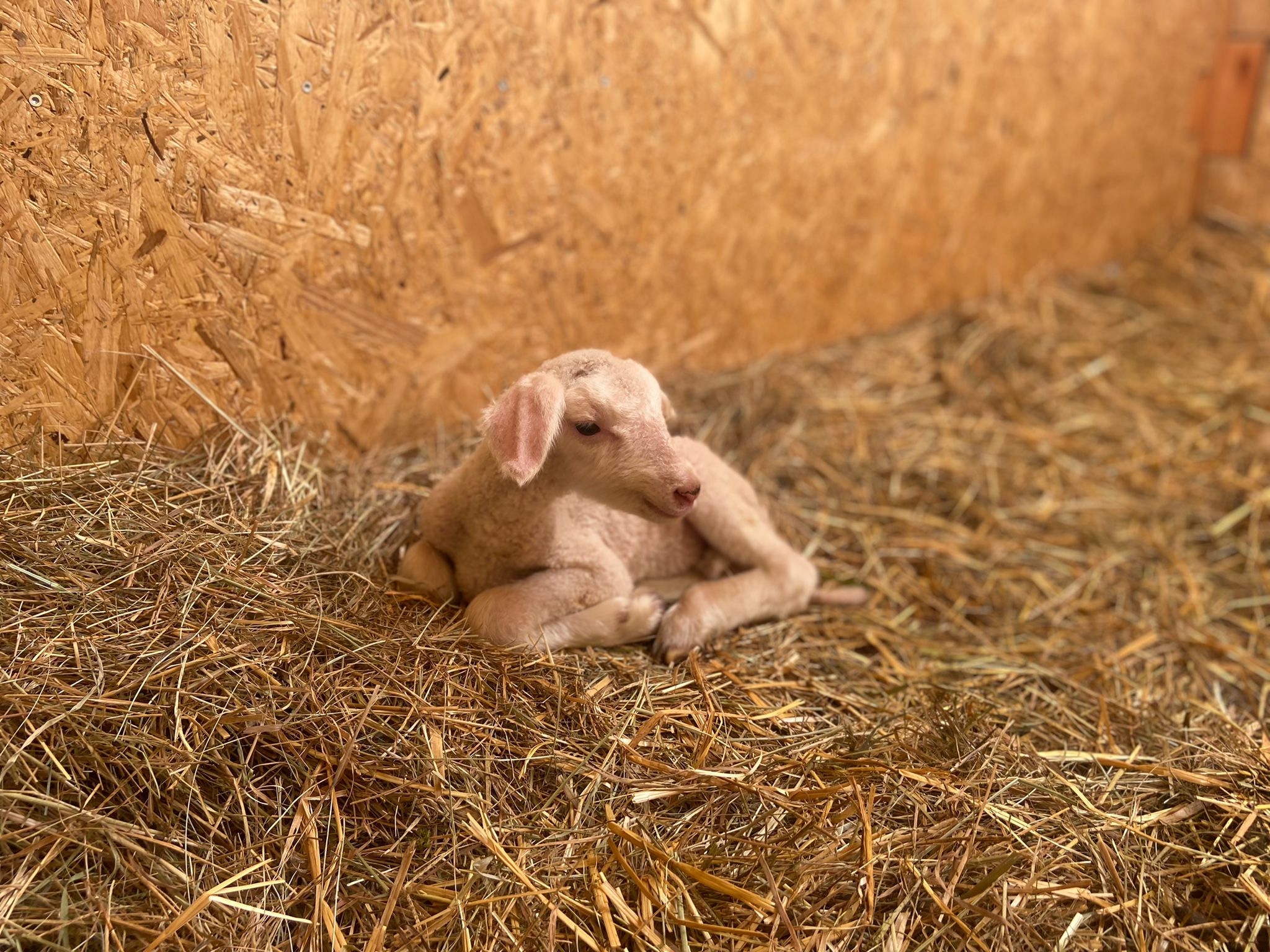 ein Lamm liegt im Stroh