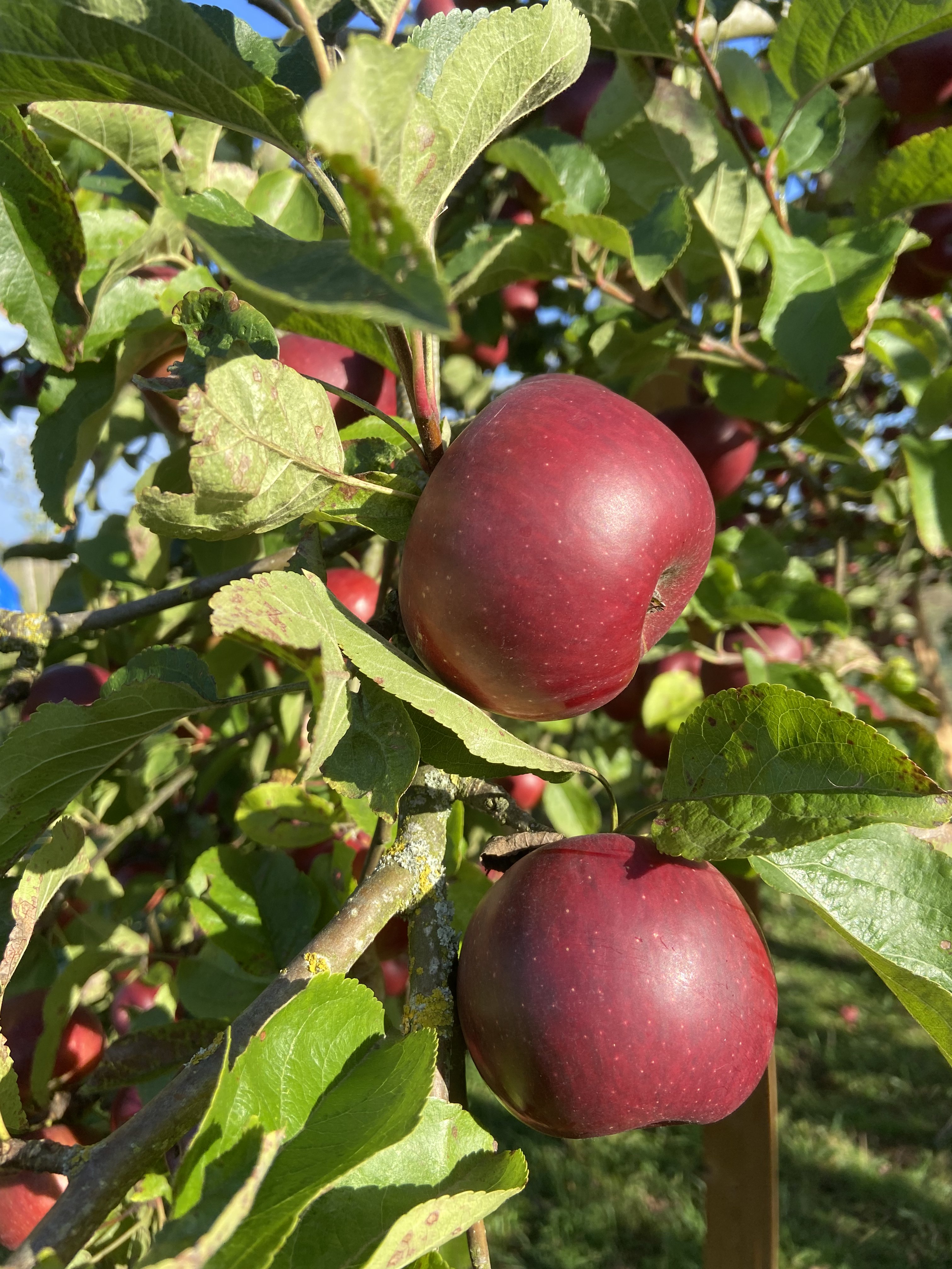 Detailansicht von Äpfeln noch am Baum