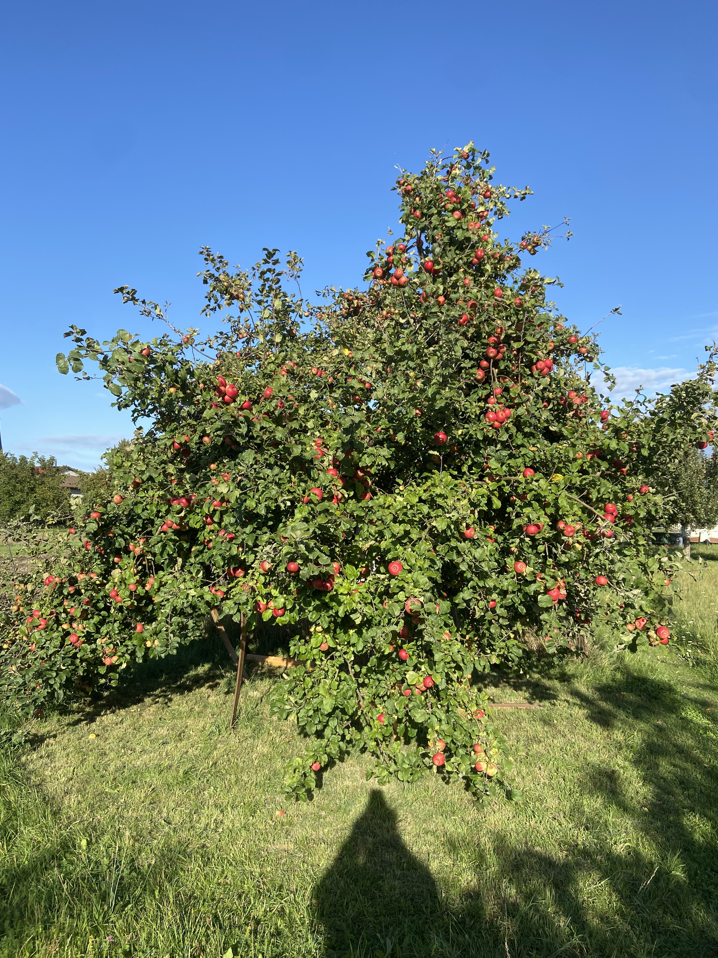 Reich tragender Apfelbaum auf Streuobstwiese des Morgenlandhofs